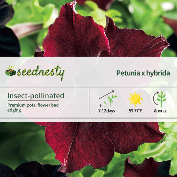 Sophistica Blackberry Petunia Seeds