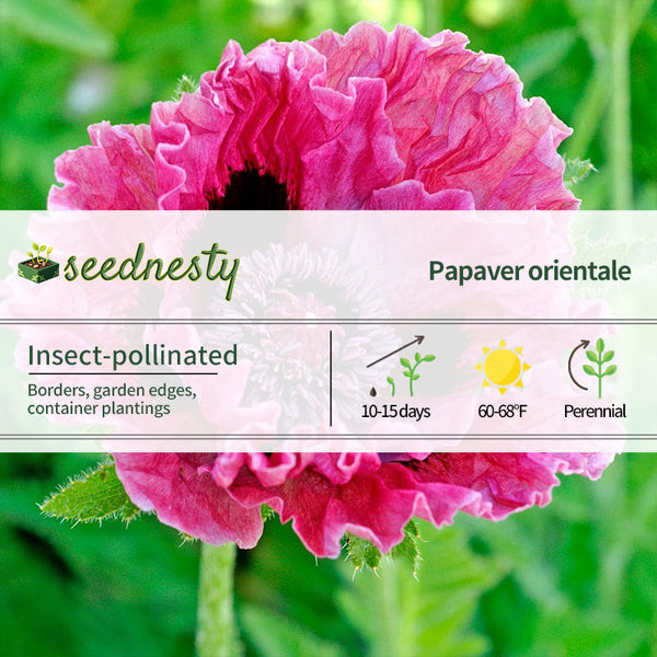 Papaver 'Central Park' Poppy Seeds
