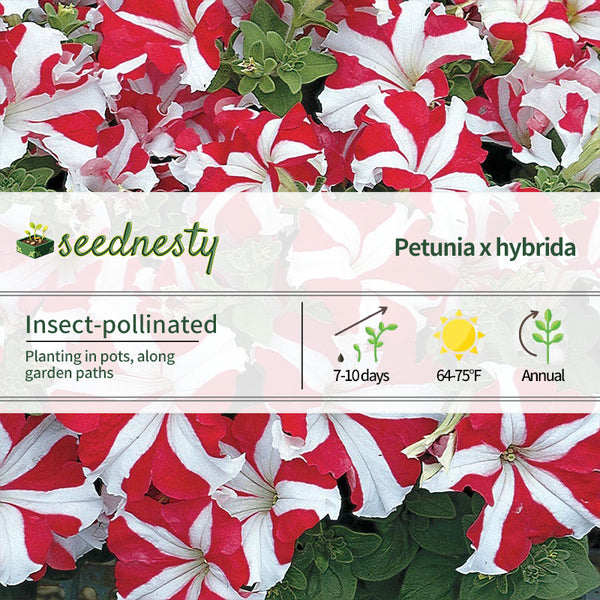 TriTunia Red Star Hybrid Petunia Seeds