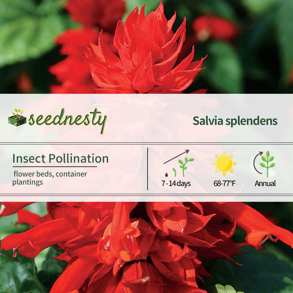 Hotline Improved Red Salvia Seeds