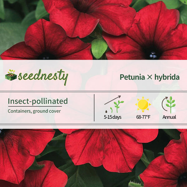 Tidal Wave Red Velour Petunia Seeds