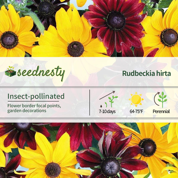'Ruby Gold' Rudbeckia Seeds