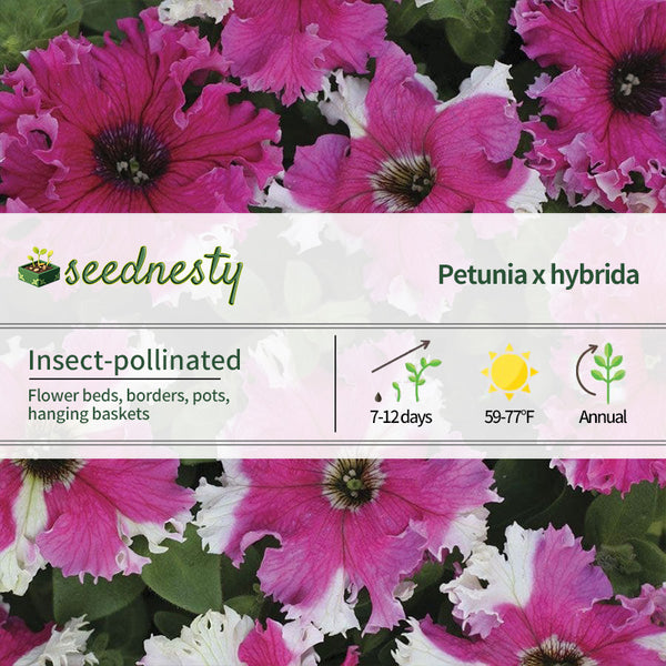 Karkulka Petunia Seeds