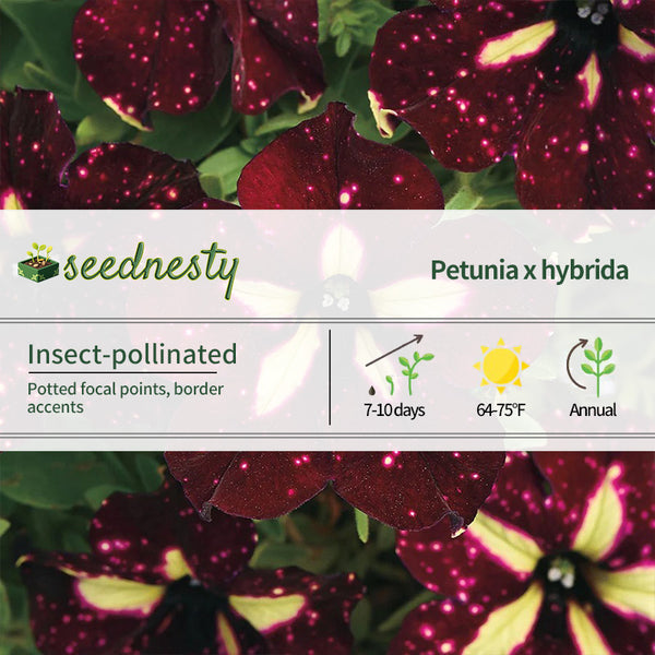 Petunia Headliner Starry Sky Burgundy