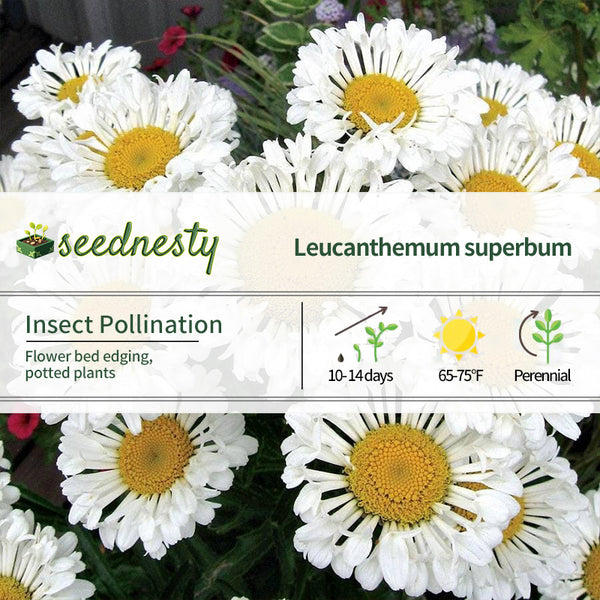 Leucanthemum REALFLOR 'Real Neat' Seeds