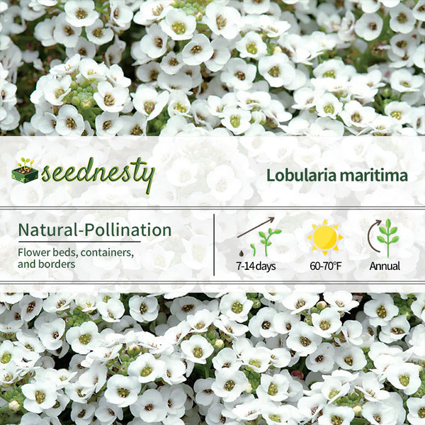 Clear Crystal White Sweet Alyssum Seeds