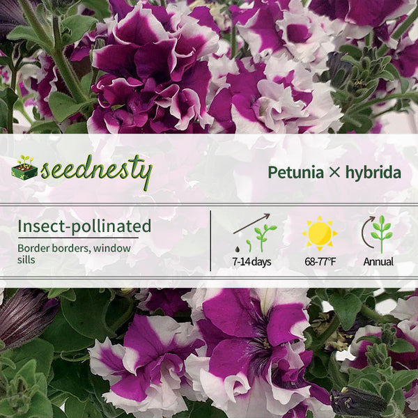 Allegra Picotee Velvet Petunia Seeds