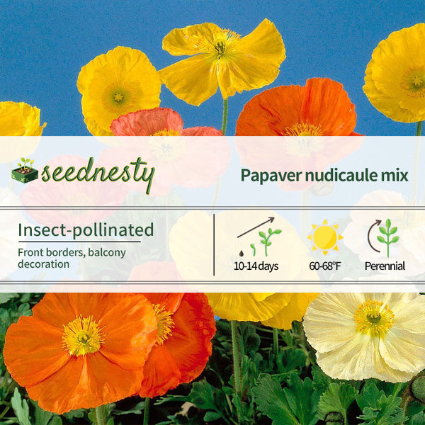 Papaver 'Wonderland Mix' Poppy