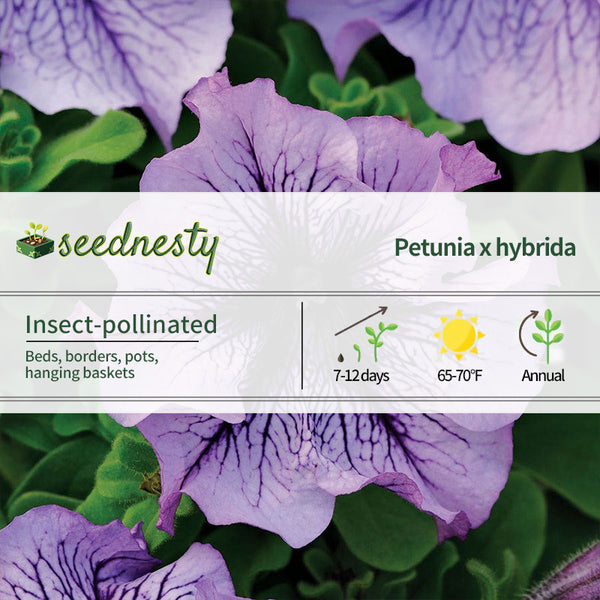 Daddy Blue Petunia Seeds