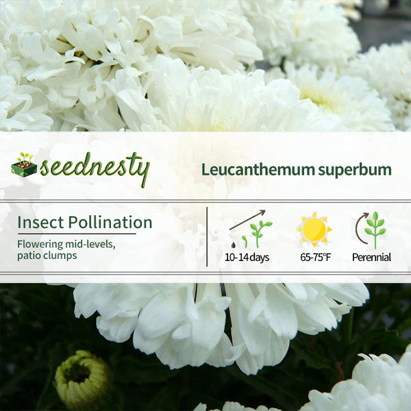 Leucanthemum REALFLOR 'Real Snowball' Seeds