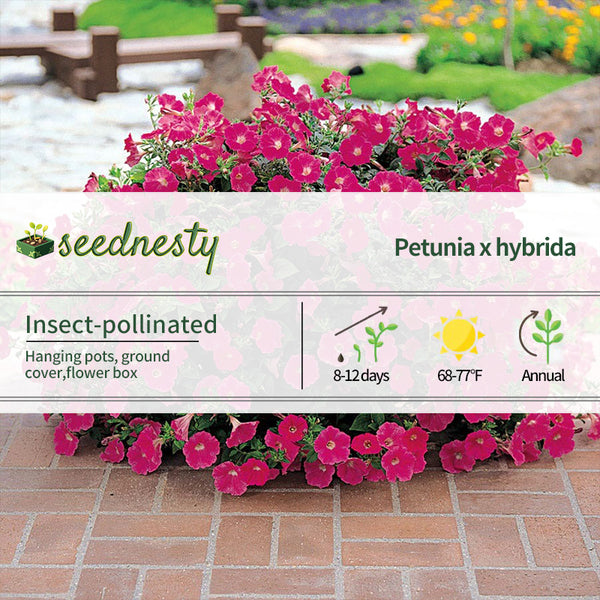 Wave Rose Hybrid Petunia Seeds