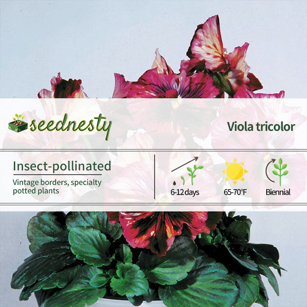 Chianti Terracotta Pansy Seeds