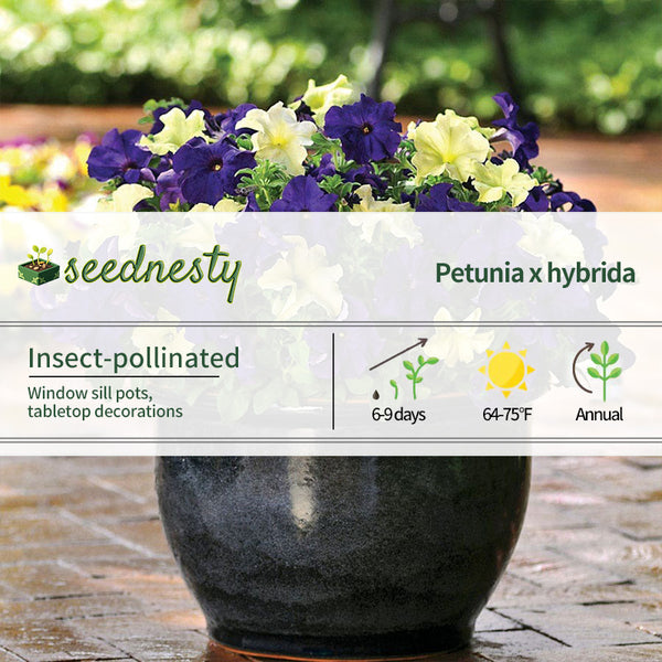 Fuseables Blueberry Lime Jam Petunia Seeds