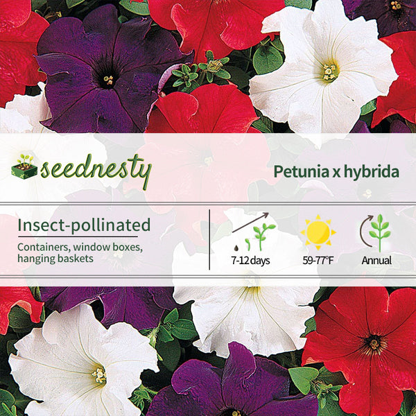 Dreams Patriot Mix Petunia Seeds