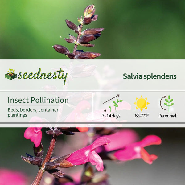 Salvia Bodacious 'Jammin Jazz' Ornamental Sage Seeds