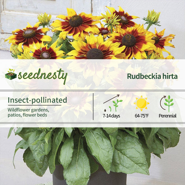 Rudbeckia Echibeckia Summerina Sizzling Sunset