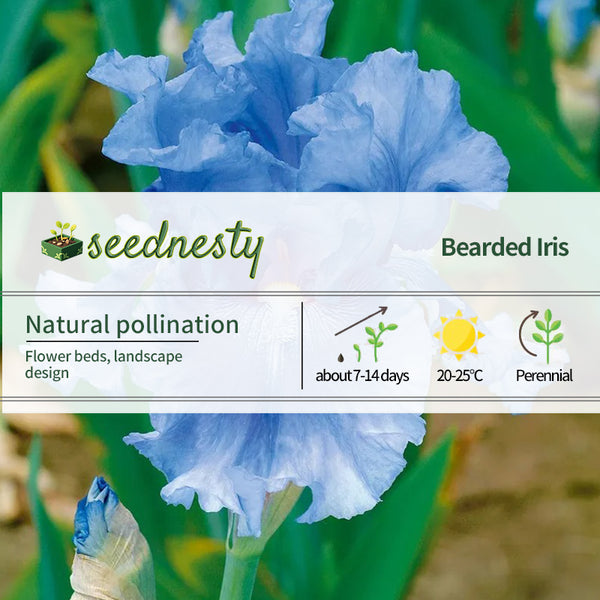 Blue Bearded Iris