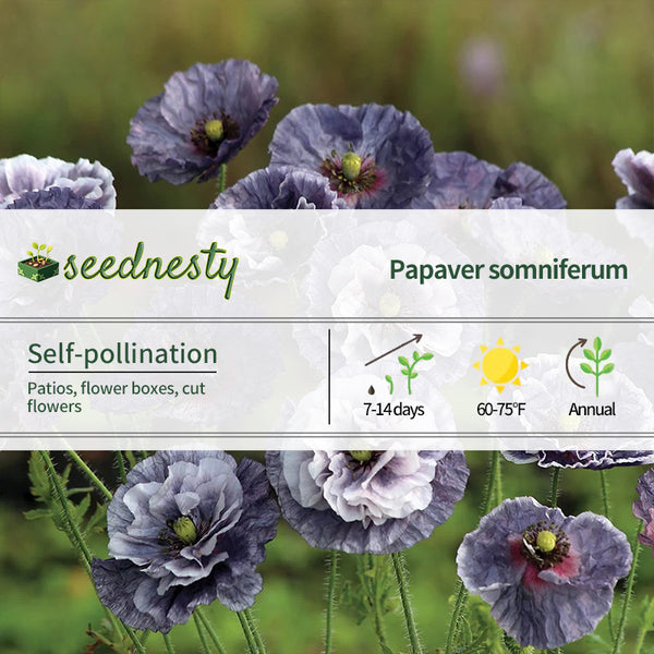 'Amazing Grey' Poppy Seeds