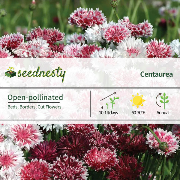 'Classic Romantic' Mix Cornflower Seeds