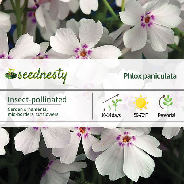 Phlox 'Amazing Grace'