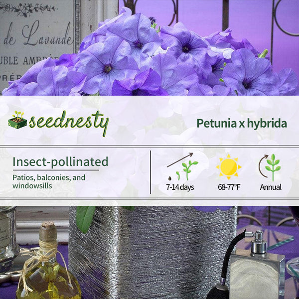 Evening Scentsation Petunia Seeds
