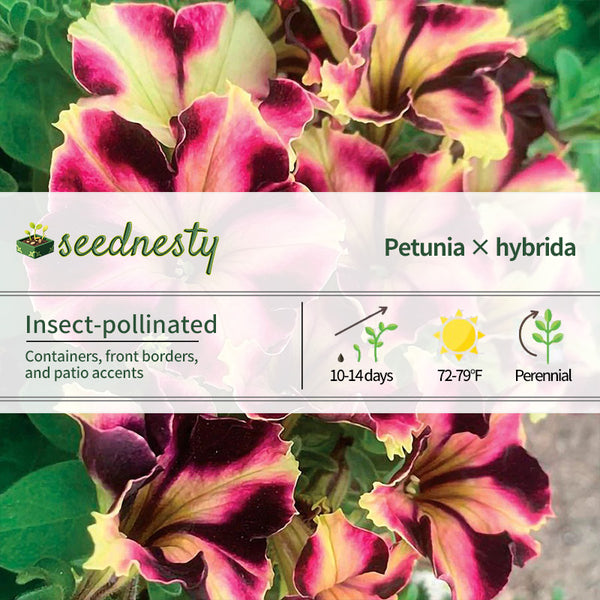 Romantica Norma Petunia Seeds