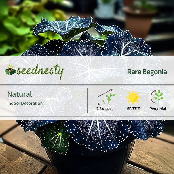 Blue Night Spark Begonia Seeds