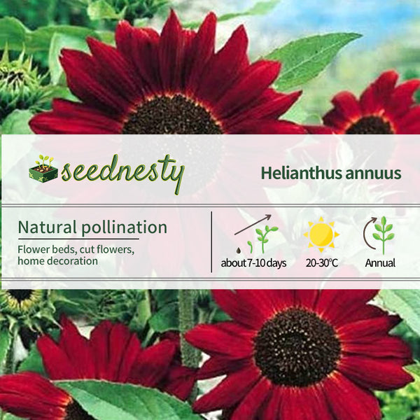 Red Wave Hybrid Sunflower Seeds
