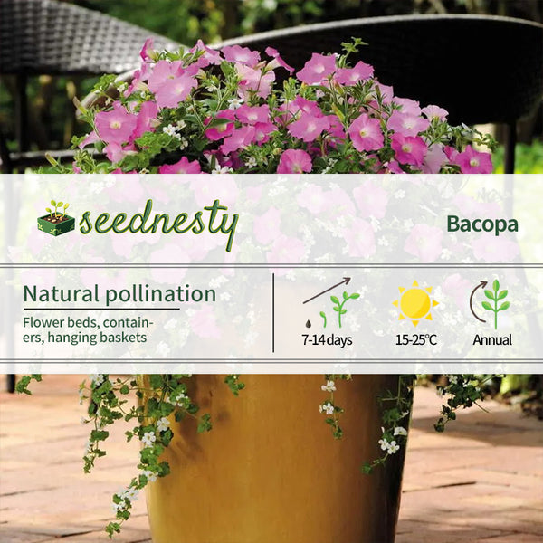 Fuseables Silk 'n Satin Petunia-Bacopa Seeds