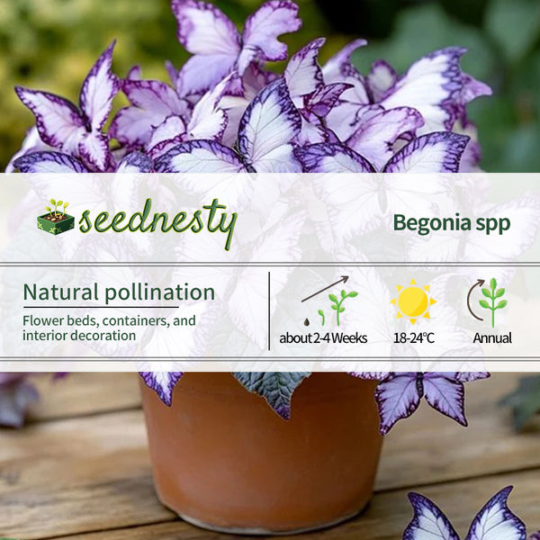 Moonlight Butterfly Begonia - Lavender