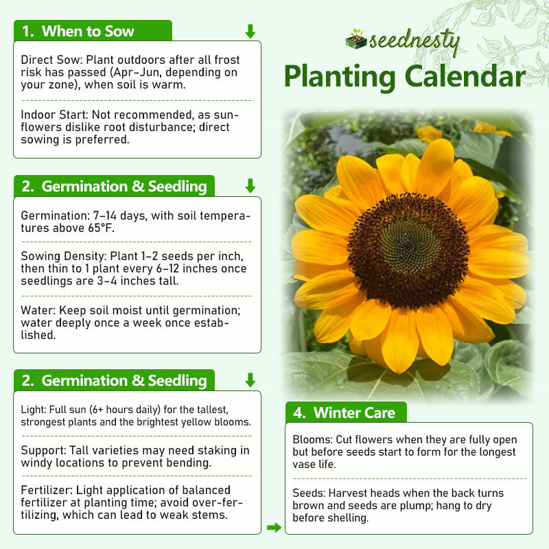 sunflower seeds planting time Classic Tall Yellow Sunflower Seeds