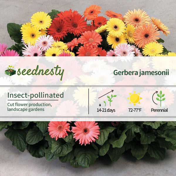 Mega Revolution Select Mix Gerbera Daisy Seeds