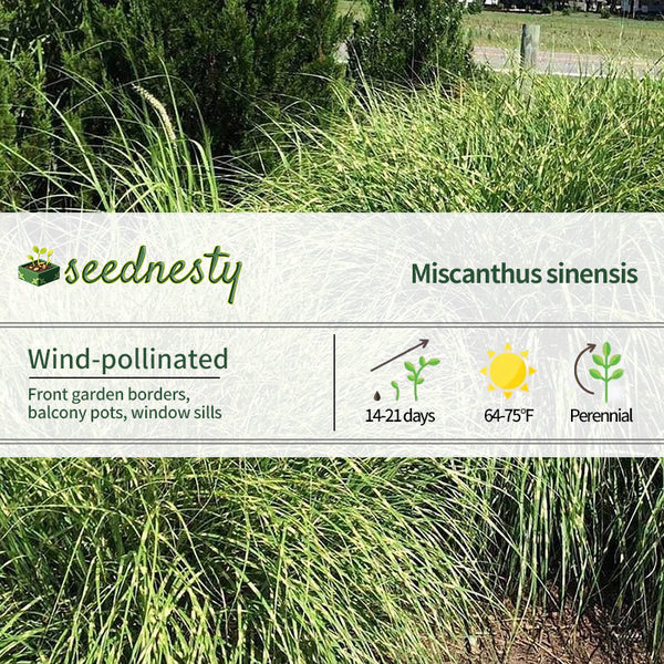 Miscanthus 'Little Zebra' Maiden Grass Seeds