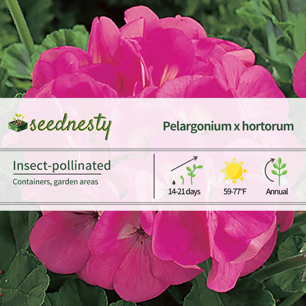 Maverick Pink Hybrid Geranium Seeds