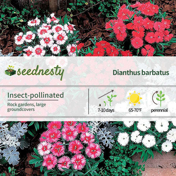 Carpet Mix Dianthus Seeds