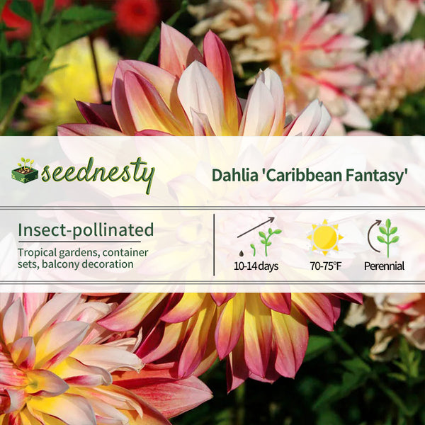 Dahlia Caribbean Fantasy Seeds
