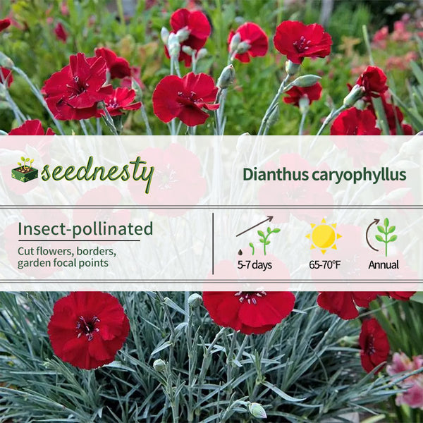 American Pie Cherry Pie Seeds - Red Carnations