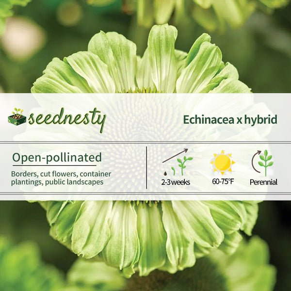 Echinacea SunSeekers Apple Green Coneflower Seeds