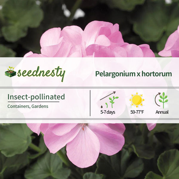 Pinto Premium Lavender Geranium Seeds