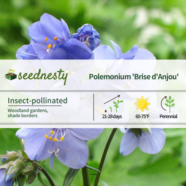 Brise d'Anjou Jacob's Ladder Seeds