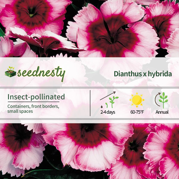 Super Parfait Raspberry Hybrid Dianthus Seeds