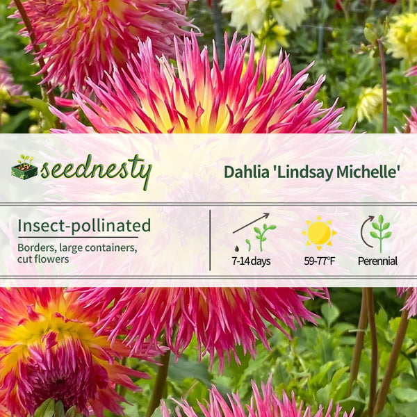 Dahlia Lindsay Michelle Fimbriata Dahlia Seeds