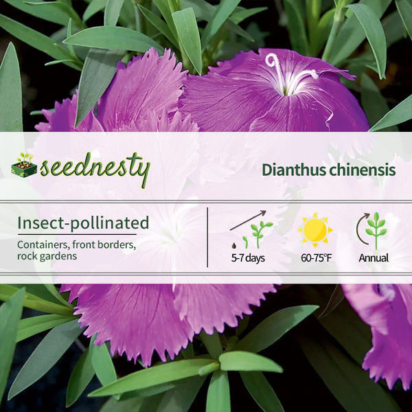 Diana Blueberry Dianthus Seeds