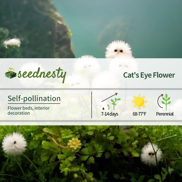 White Cat's Eye Ball Flower Seeds