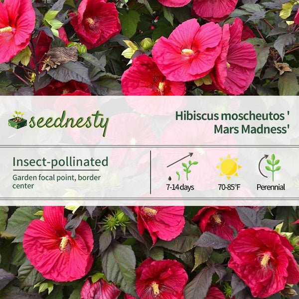 Hibiscus 'Mars Madness' Rose Mallow Seeds