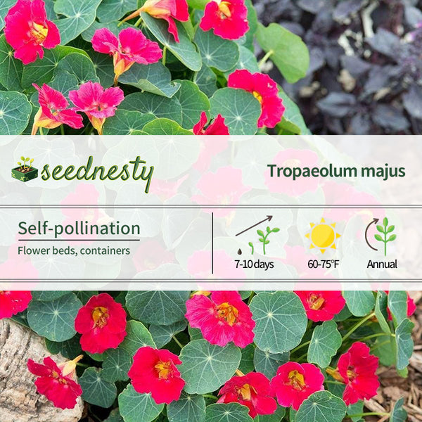 Baby Rose Nasturtium Seeds