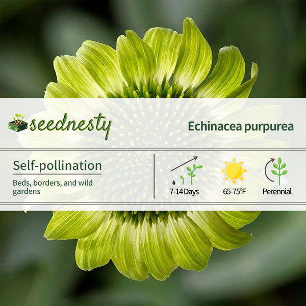 Prairie Blaze Green Coneflower Seeds