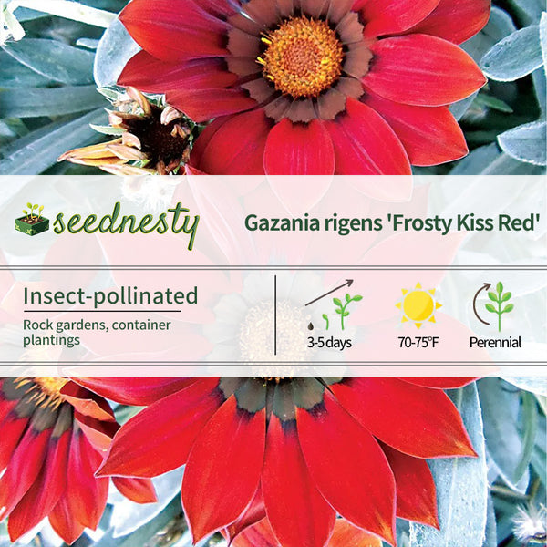 Frosty Kiss Red Hybrid Gazania Seeds