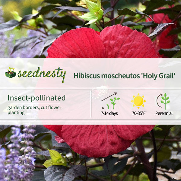 Hibiscus Summerific 'Holy Grail' Rose Mallow Seeds