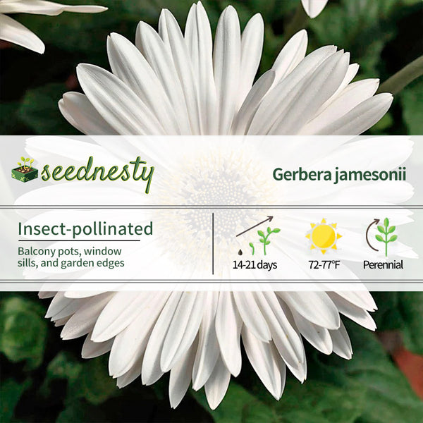 Majorette Bright White Dark Eye Gerbera Seeds